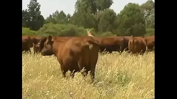 Grandi YouTube - Organic Farming - Dealing with worms in livestock organicallyfilm di qualità